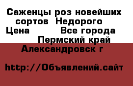 Саженцы роз новейших сортов. Недорого. › Цена ­ 350 - Все города  »    . Пермский край,Александровск г.